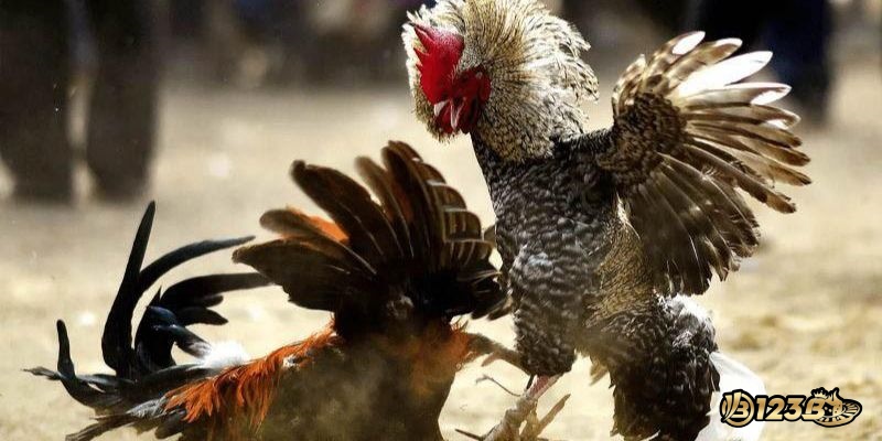 Chi tiết về chất lượng dịch vụ mà nhà cái mang lại cho người chơi