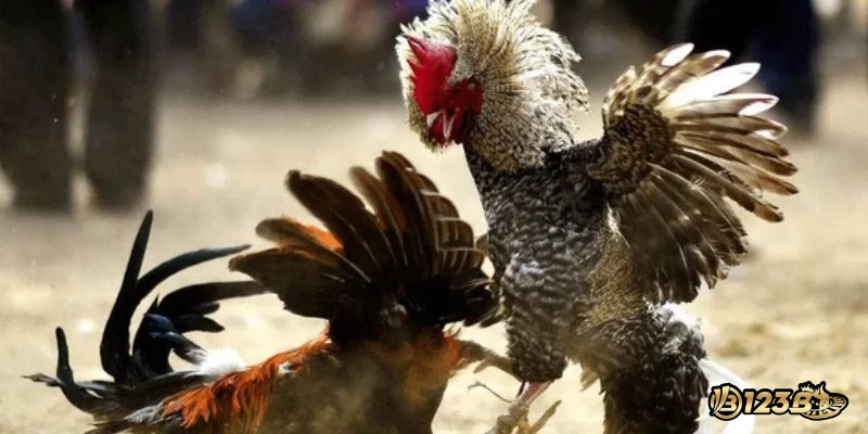 Hướng dẫn mua gà đá chất lượng tại chợ tốt quận 8